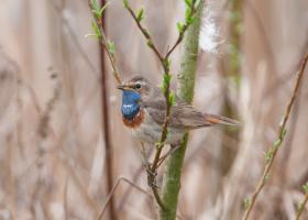 Blauwborst - Wim Dirckx