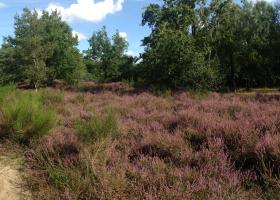 Keyfheide - Grote netewoud - Wendy Thys