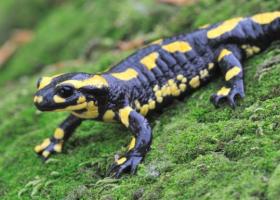 vuursalamander_rollin_verlinde