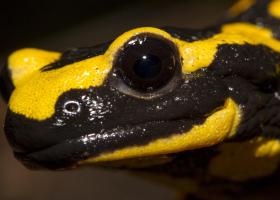 vuursalamander_focus_-_crop_1_van_1_iwan_lewylle
