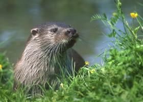 Otter