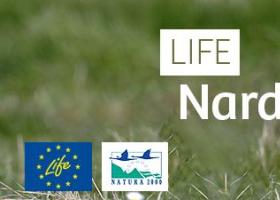 banner_life-nardus-limosa