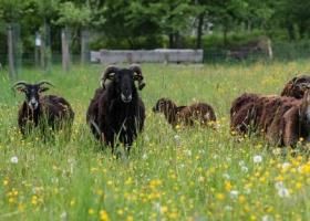 gemeenschapsboomgaard_koeheide_ericmalfait