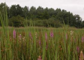 habitatherstel_torfbroek_ewoud_lamiral.