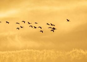 kraanvogels_joachimpintens