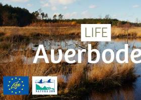 life_averbode_bos_en_heide