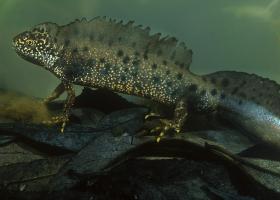 rs18568_kamsalamander_hugo_willocx_-lpr