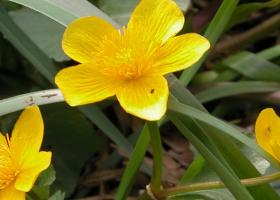 rs3610_333_cassenbroek_dotterbloem