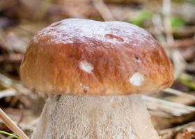 Eekhoorntjesbrood - Boletus edulis - Stefanie Schelfhout
