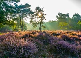 Heide in bloei
