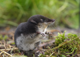Waterspitsmuis