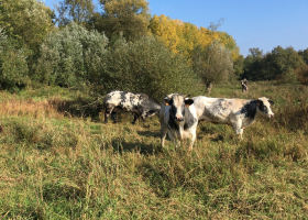 Ontdek de natuur in eigen streek, en bezoek bij voorbeeld De Daknamse Meersen of één van de andere waardevolle natuurgebieden in de regio Lokeren, Waasmunster, Tielrode en Sint-Nikaas