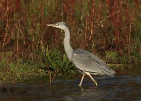 blauwe reiger