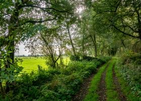 Vinderhoutse Bossen