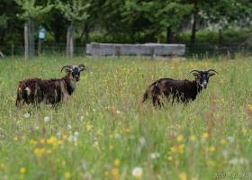 Schapen in de boomgaard