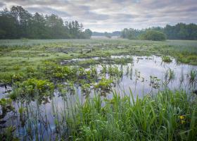 Zwarte Beek Veen