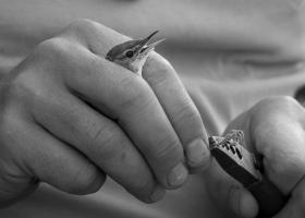 Ringen 