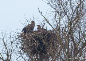Paul en Betty op het nest
