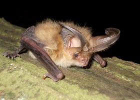 Gewone grootoorvleermuis