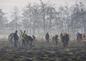 Bomen planten