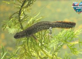 Kamsalamander