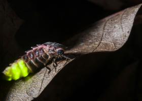 Grote glimworm