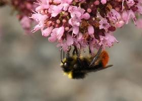 Steenhommel