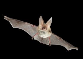 Gewone grootoorvleermuis (Bram Conings (c))