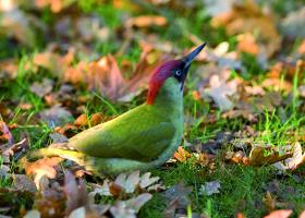 vogels
