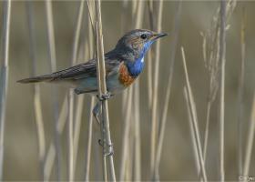 De Blauwborst