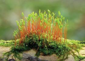 Mossenwandeling in Kortrijk