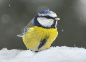 vogels