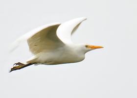 Koereiger