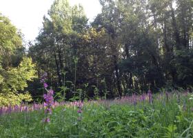 Het Congoveld in volle bloei.