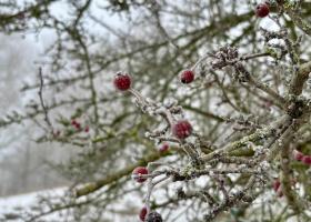 Koeheide in de winter