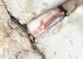 Albino watervleermuis