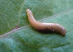 Landsnoerworm