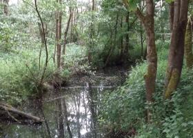 Egenhovenboswandeling