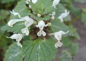 Lamium bifidum