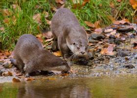 Otters