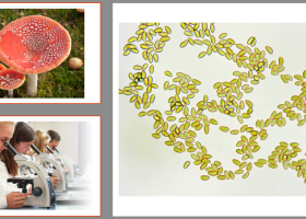 Microscopie paddenstoelen