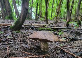  paddenstoelen