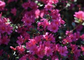 Foto met roze bloemen