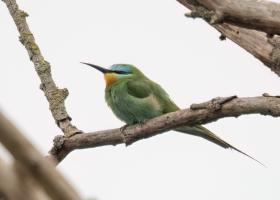 Groene bijeneter