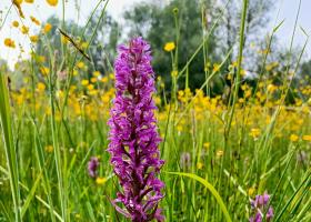 Brede Orchis Snoekengracht
