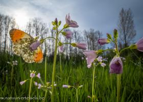 vlinders in de Damvallei