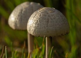 Paddenstoelen aan het Zwart Water.