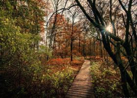 Herfstwandeling