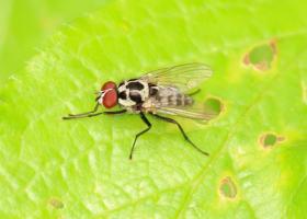 Anthomyia procellaris