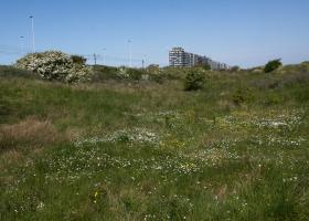 Bloeiende warandeduinen